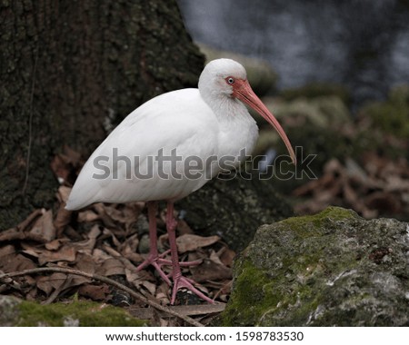 White Ibis bird close-up profile view by the water with bokeh background displaying white feathers plumage, body, head, eye, beak, long neck, in its environment and surrounding.