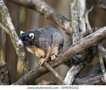 Sherman's Fox Squirrel resting on a branch with bokeh background in its surrounding and environment  displaying brown fur, body, head, eye, ears, nose, paws, bushy tail.