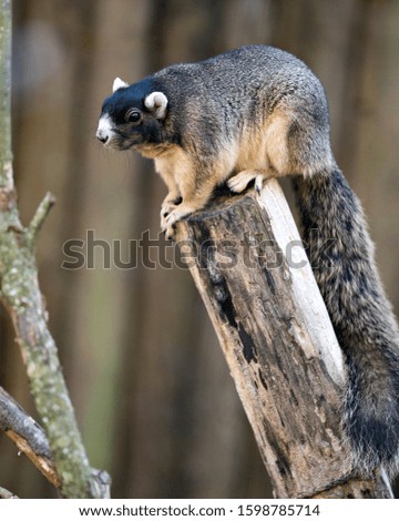 Sherman's Fox Squirrel animal with bokeh background sitting on a log displaying brown fur, body, head, eye, ears, nose, paws, long bushy tai in its surrounding and environment