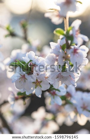 Beautiful sakura blossom on sunny day. Close up, vertical picture