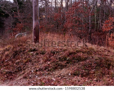 Grassy footpath in winter forest on Cape Cod