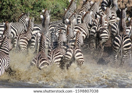 Tanzania National Park.Zebras hide from the heat. Zebras at a watering hole.