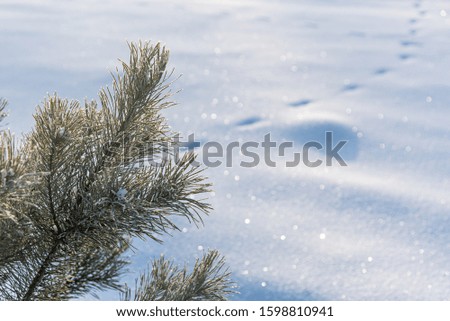 Pine branch in hoarfrost on a background of sunny snow with footprints. Winter card backdrop with place for text.