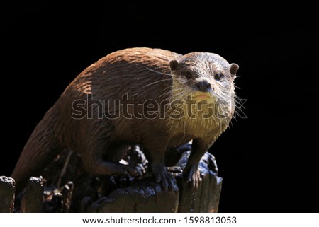 Wet Whiskers On A Water Otter Sitting On A Tree Stump.