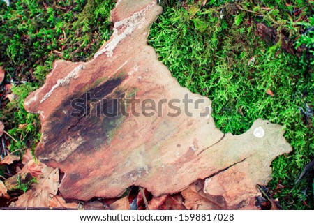 cut tree trunk in forest