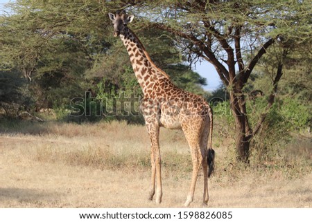 Tanzania National Wildlife Refuge. Giraffe eats acacia.
