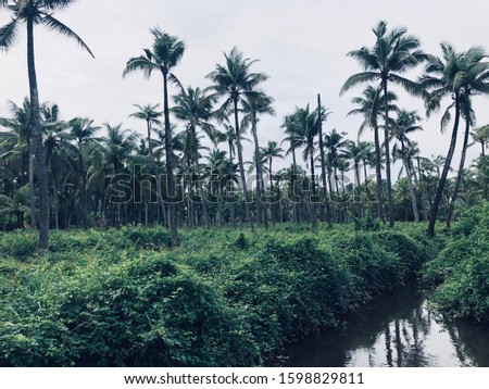 Coconut trees in monsoon in the state of kerala , india
