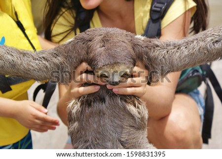 Brown baby sloth captured for taking pictures with tourists