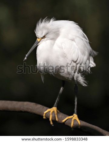 Snowy Egret bird close-up profile view,  perched on a branch, displaying white feathers, plumage, head, beak, eye, feet in its environment and surrounding with a bokeh background.
