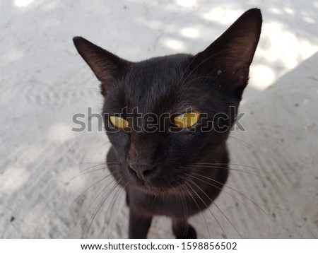 black cat with dragon eyes