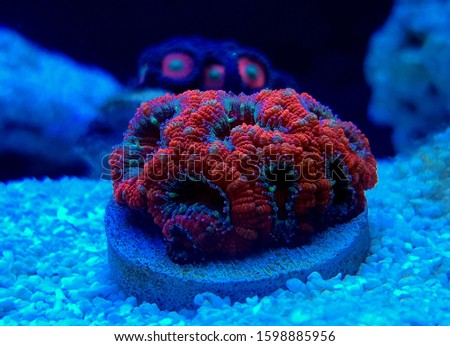 Ultra Red colorful acanthastrea micromussa lordhowensis Royalty-Free Stock Photo #1598885956