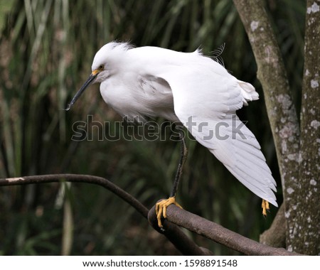 Snowy Egret bird close up profile view perched on branch displaying white feathers plumage, fluffy plumage, head, beak, eye, yellow feet, black legs  in its environment and with a bokeh background