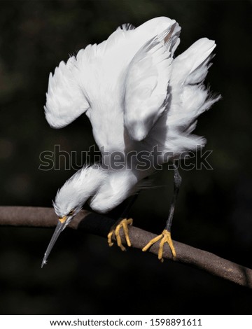 Snowy Egret close up profile view perched on branch displaying white angelic feathers plumage, fluffy plumage, head, beak, eye, feet in its environment with a black contrast background 