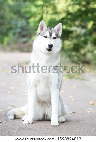 gray and white siberian husky dog 