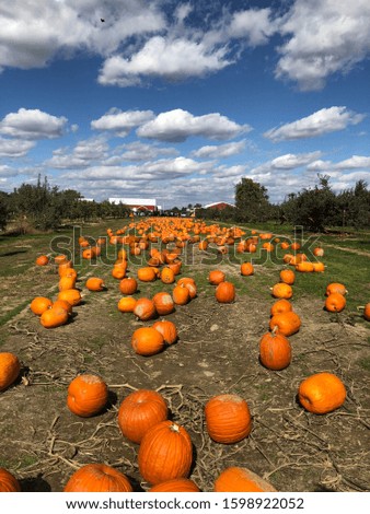 A pumpkin patch in the fall 
