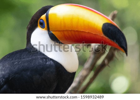 Beautiful toucan at the jungle in Brazil