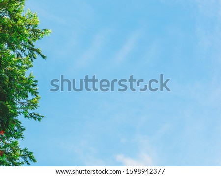 For insert text, Beautiful Trees branches, Green leaves frame on blue sky background , pattern on Chatuchak park, Bangkok, Thailand
