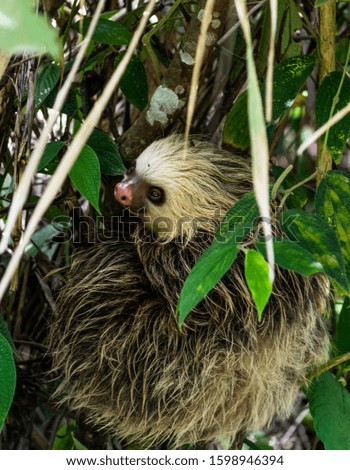 sleeping sloth in costa rica