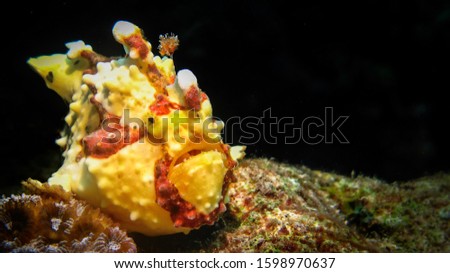Warty frogfish, picture is taken in Bohol island the Philippines, shallow water around 5 meter underwater
