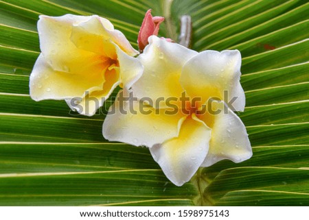 frangipani tropical flower, plumeria flower blooming on tree, sp