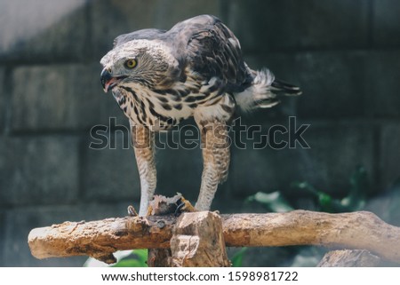 The changeable hawk-eagle or crested hawk-eagle (Nisaetus cirrhatus) sitting on the branch eating fish on his leg. Predator bird on the tree isolated on black background. 

