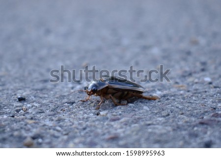Close-up picture of large brown Darkling Beetle walking on asphalt. Antennae, legs and eyes visible.