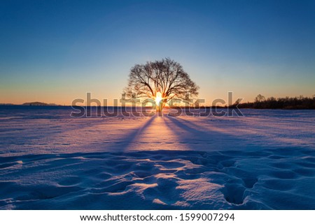 This is a winter daybreak scenery of Harunire tree at Toyokoro town in Hokkaido Prefecture, Japan.
This tree is very famous as a tourist destination in this area.