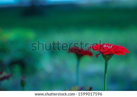 Red flowers in the corner with blurred garden background. book cover, wall paper, valentine,invitation card and weddings.