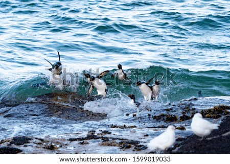 Saunders Island penguin Falkland Islandsnature