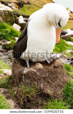 Saunders Island Seagull penguin Falkland Islandsnature