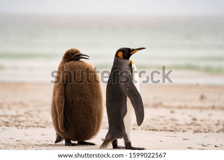 Saunders Island penguin Falkland Islandsnature
