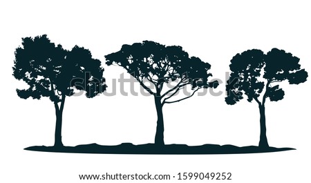 Mediterranean trees silhouettes - olive tree, umbrella pine, mediterranean pine. Set of different south trees. 
