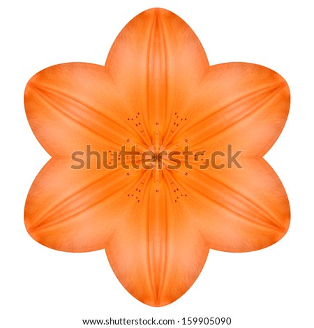 Orange Mandala Lily Flower Kaleidoscope Isolated on White Background