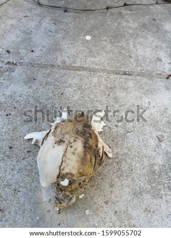 Th e skull of small cat on the floor