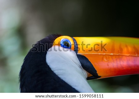 Tucano-toco isolated bird Ramphastos toco close up portrait in the wild Parque das Aves, Brasil - Birds place park in Brazil Toco-Toucan portrait close-upToucan toucano-toco