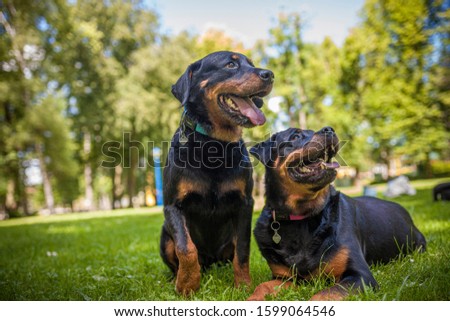 Two Rottweiler Dogs in the Park