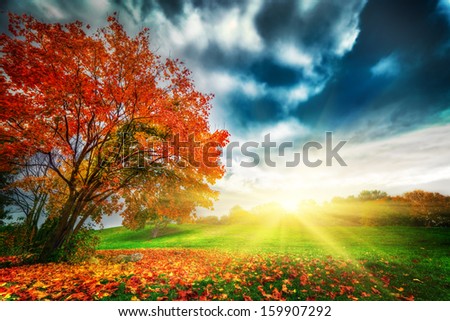 Autumn, fall landscape in park. Colorful leaves, sunny blue sky at sunset