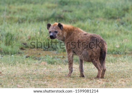 Portrait of a hyena in Masai mara