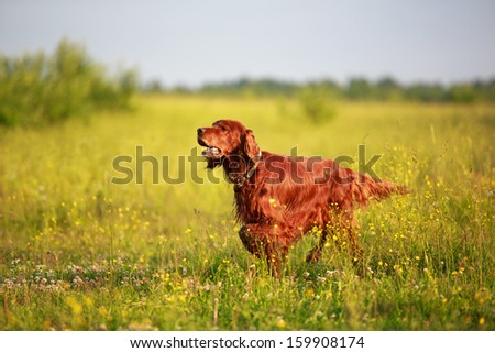 Red irish setter dog in field Royalty-Free Stock Photo #159908174