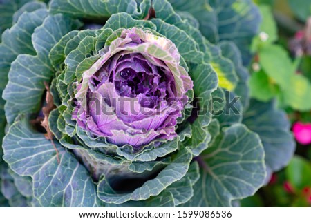 Picture looking from the top onto a purple flowering cabbage showing its leaves' color structure from green to purple