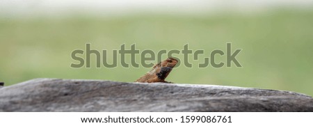 Indian Chameleon on a cement railing in a park with green blurry background during day
