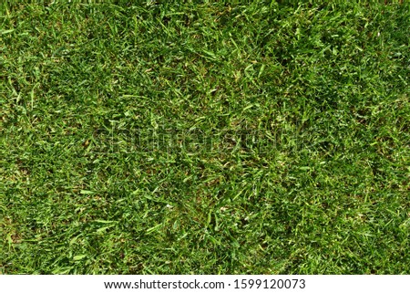 The texture of the bright green grass of the lawn. Bright background image of a lawn