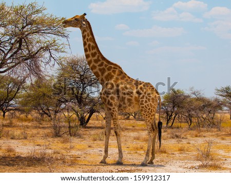 Eating giraffe on safari wild drive Royalty-Free Stock Photo #159912317