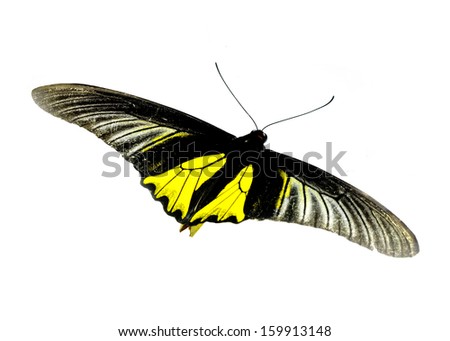Yellow butterfly (The Yellow Glassy Tiger) isolated on white 
