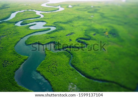 Gambia Mangroves. Aerial view of mangrove forest in Gambia. Selective Focus.