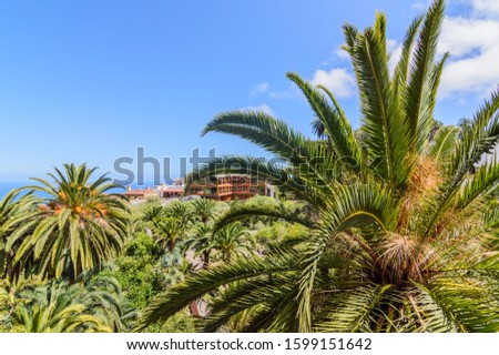 Palm trees in a forest in the village of Icod de los Vinos. April 14, 2019. Icod De Los Vinos, Santa Cruz De Tenerife Spain Africa. Travel Tourism Street Photography.