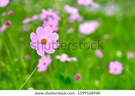 The Beauty of the Pink Cosmos