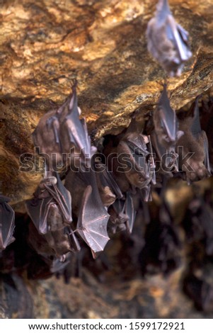 Bats hanging in dark cave at temple, Bali