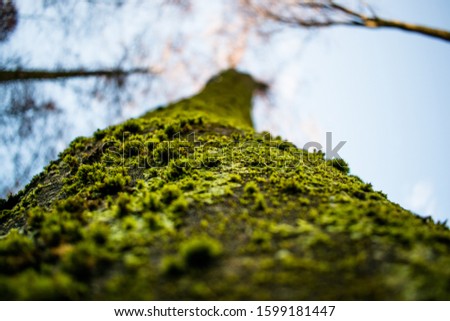 Closeup of the tree with moss in the forest