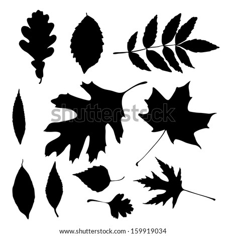Vector silhouettes of autumn leaves